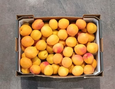 Foto Albicocche Varietà Apribang Calibro 7 Origine Spagna Marchio Campos De Jumilla 3