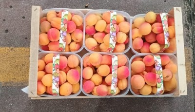 Foto Albicocche Varietà Mikado Calibro 35/45 Origine Italia Marchio Agrintesa 3