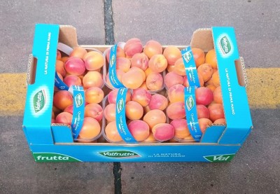 Foto Albicocche Varietà Cebas Red Calibro 45+ Origine Italia Marchio Valfrutta  1