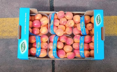 Foto Albicocche Varietà Cebas Red Calibro 45+ Origine Italia Marchio Valfrutta  3