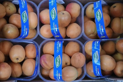 Foto Albicocche Varietà Orange Rubis CAlibro 50+ Origine Italia Marchio Valfrutta  2