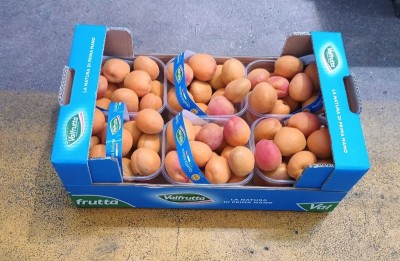Foto Albicocche Varietà Farbalia Calibro 50+ Origine Italia Marchio Valfrutta 1