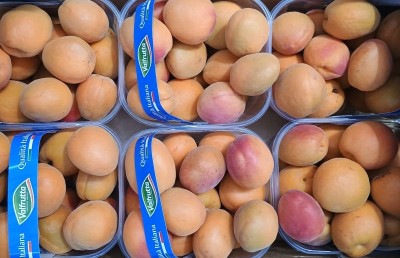 Foto Albicocche Varietà Farbalia Calibro 50+ Origine Italia Marchio Valfrutta 2