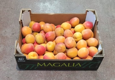 Foto Albicocche Varietà Magic Cot Calibro AAA Origine Spagna Marchio Magalia  1