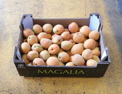 Foto Albicocche Varietà Farbalia Calibro AAA Origine Spagna Marchio Magalia  1