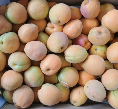 Foto Albicocche Varietà Farbalia Calibro AAA Origine Spagna Marchio Magalia  2