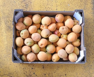 Foto Albicocche Varietà Farbalia Calibro AAA Origine Spagna Marchio Magalia  3