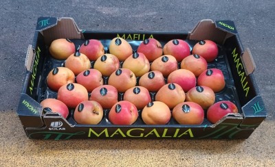 Foto Albicocche Varietà Magic Cot Lavorazione In Padella Calibro 4a Origine Spagna Marchio Magalia 1