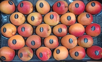 Foto Albicocche Varietà Magic Cot Lavorazione In Padella Calibro 4a Origine Spagna Marchio Magalia 2