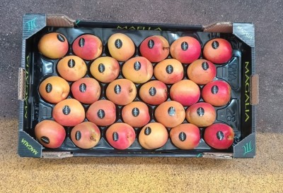 Foto Albicocche Varietà Magic Cot Lavorazione In Padella Calibro 4a Origine Spagna Marchio Magalia 3