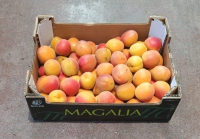 Foto Albicocche  Varietà Pink Cot Calibro 4A Origine Spagna Marchio Magalia  1