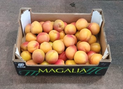 Foto Albicocche Varietà Magic cot Calibro 4A Origine Spagna Marchio Magalia  1