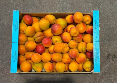 Foto Albicocche Cebas Red Origine Spagna Marchio Martina 3