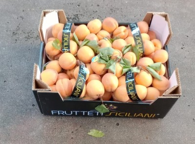 Foto Albicocche Varietà Mocador Calibro 45+ Origine Italia Marchio Frutteti Siciliani  1