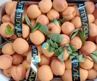 Foto Albicocche Varietà Mocador Calibro 45+ Origine Italia Marchio Frutteti Siciliani  2