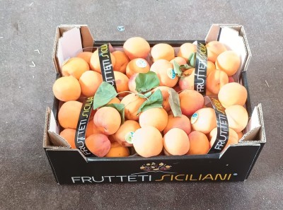 Foto Albicocche Varietà Orange Rubis Origine Italia Marchio Frutteti Siciliani  1