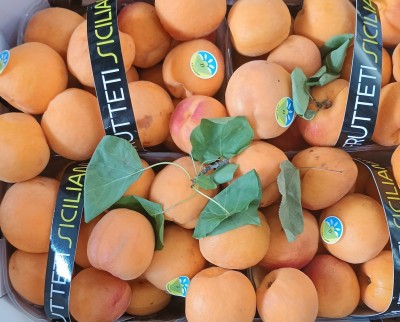 Foto Albicocche Varietà Orange Rubis Origine Italia Marchio Frutteti Siciliani  2