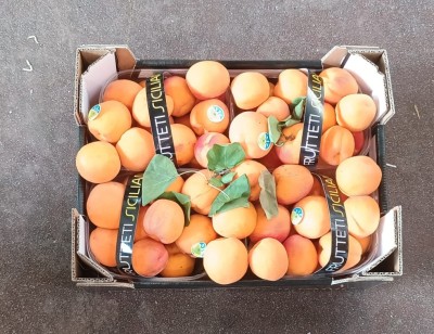 Foto Albicocche Varietà Orange Rubis Origine Italia Marchio Frutteti Siciliani  3