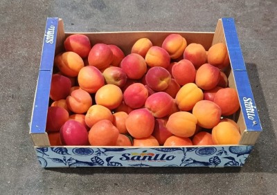 Foto Albicocche Varietà Cebas Red Calibro AAA Origine Spagna Marchio Sanllo 1