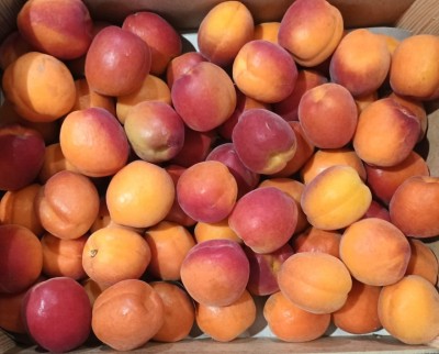 Foto Albicocche Varietà Cebas Red Calibro AAA Origine Spagna Marchio Sanllo 2