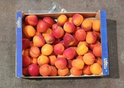 Foto Albicocche Varietà Cebas Red Calibro AAA Origine Spagna Marchio Sanllo 3