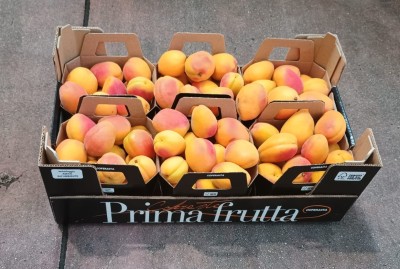 Foto Albicocche Varietà Lady Cot Origine Italia Marchio Primafrutta           1