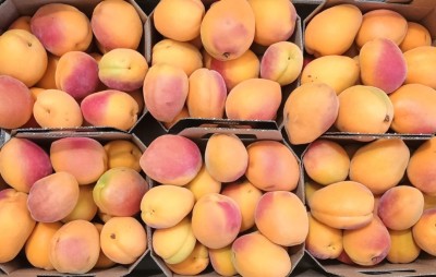 Foto Albicocche Varietà Lady Cot Origine Italia Marchio Primafrutta           2