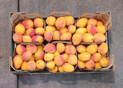 Foto Albicocche Varietà Lady Cot Origine Italia Marchio Primafrutta           3