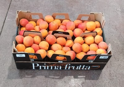 Foto Albicocche Varietà Farbalay Origine Italia Marchio Primafrutta 1