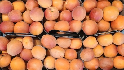 Foto Albicocche Varietà Farbalay Origine Italia Marchio Primafrutta 2