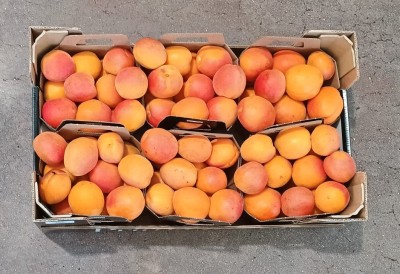 Foto Albicocche Varietà Farbalay Origine Italia Marchio Primafrutta 3