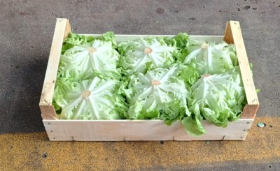 Foto Lollo Origine Italia Marchio Battaglio        1