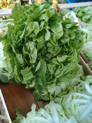 Foto Lollo Origine Italia Marchio Battaglio        2