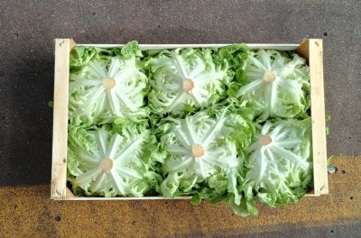 Foto Lollo Origine Italia Marchio Battaglio        3