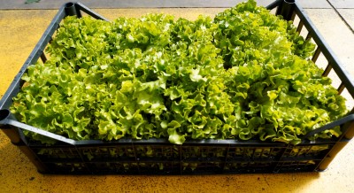 Foto Insalata Lollo Origine Italia Marchio sandro 1