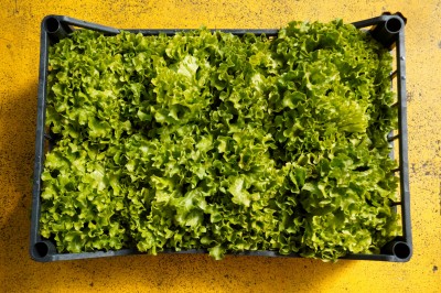 Foto Insalata Lollo Origine Italia Marchio sandro 2