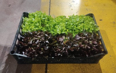 Foto Lollo Origine Italia Marchio Ambruosi 1