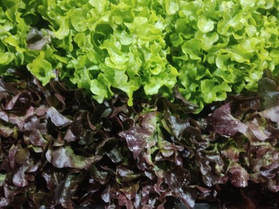 Foto Lollo Origine Italia Marchio Ambruosi 2