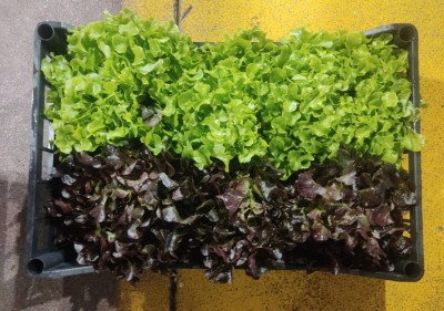 Foto Lollo Origine Italia Marchio Ambruosi 3