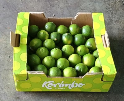 Foto Lime Varietà Tahiti Calibro 60 Origine Spagna Marchio Korimbo 1