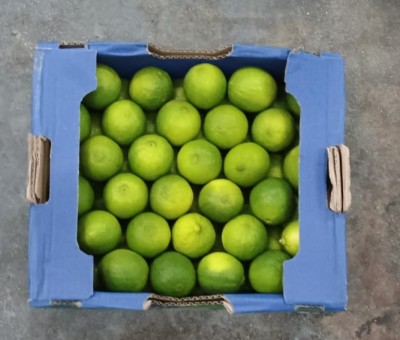 Foto Lime Varietà Limes Calibro 54/60 Origine Brasile Marchio Hortofruti        3