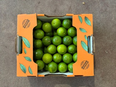 Foto Lime Calibro 54/60 Varietà Limes  Origine Brasile Marchio Select Limes 3