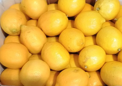 Foto Limoni Varietà Eureka Calibro 35 Origine Argentina Marchio Battaglio 2