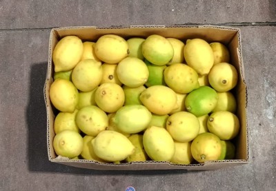 Foto Limoni Deflogliati Confezione Da 15 kg Origine Argentina Marchio Battaglio          3