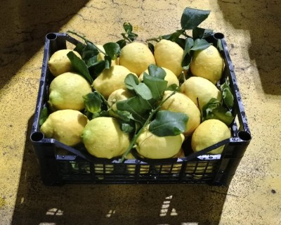 Foto Limoni Affogliati Origine Italia Marchio Gaf  1