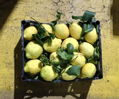 Foto Limoni Affogliati Origine Italia Marchio Gaf  3