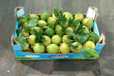 Foto Limoni Affogliati Calibro 3 Origine Spagna Marchio Triolo 1