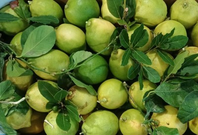 Foto Limoni Affogliati Calibro 3 Origine Spagna Marchio Triolo 2