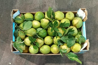 Foto Limoni Affogliati Calibro 3 Origine Spagna Marchio Triolo 3