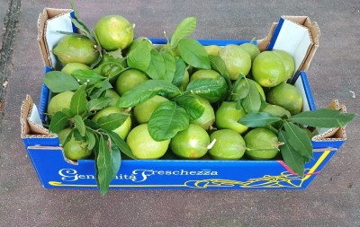 Foto Limoni Affogliati Varietà Verdello Calibro 3 Origine Spagna Marchio Triolo        1
